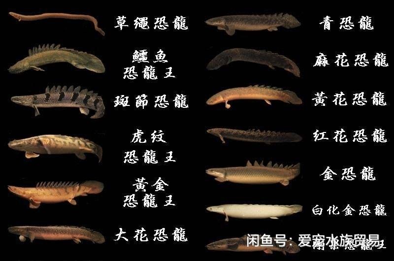 變異黃金紅眼恐龍王 觀賞魚論壇 第6張