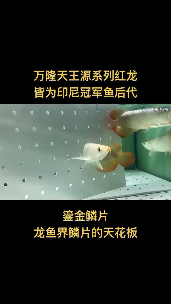 印尼冠軍魚后代隆重登場！ 觀賞魚論壇