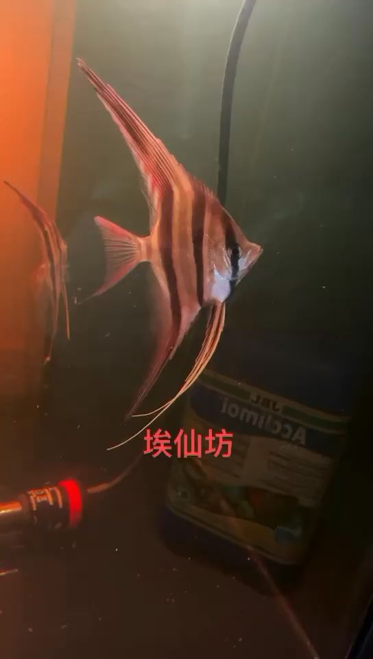 委埃 觀賞魚論壇