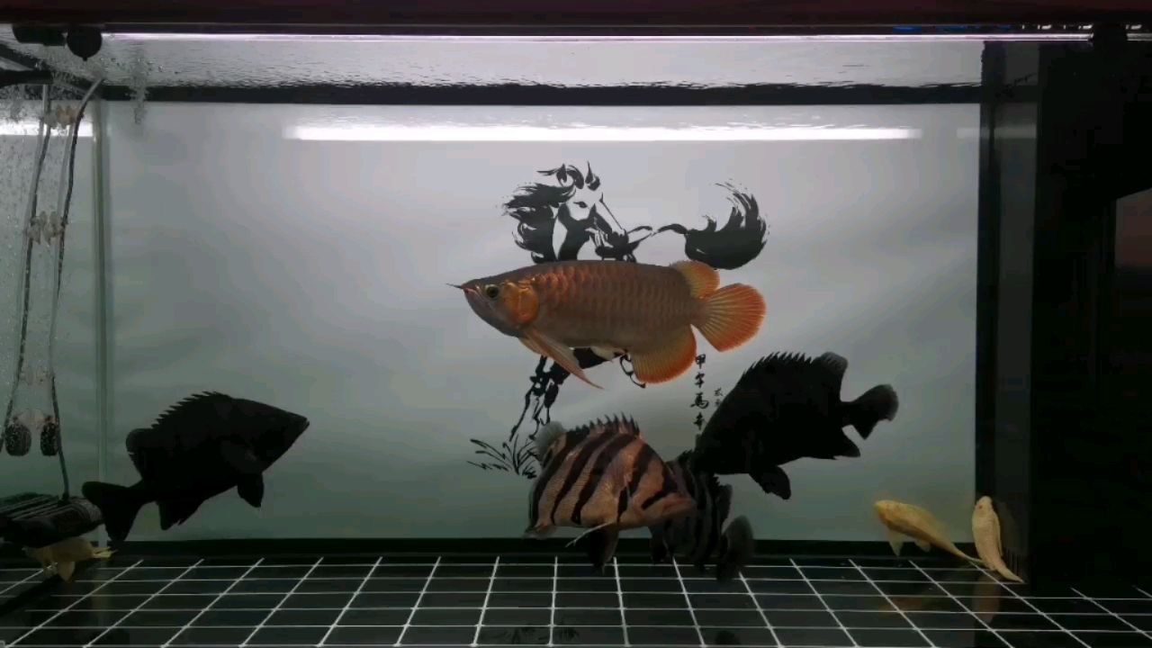 室外魚(yú)缸造景圖片欣賞大全視頻教程：室外魚(yú)缸造景圖片欣賞大全視頻教程下載 觀賞魚(yú)論壇