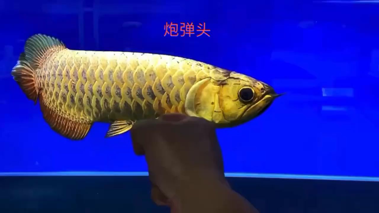 金奎 炮彈頭 觀賞魚論壇