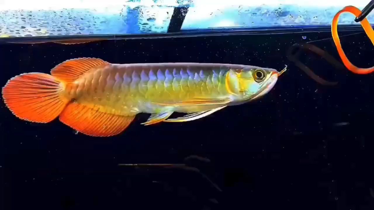 炮彈頭大湖紅龍 觀賞魚(yú)論壇