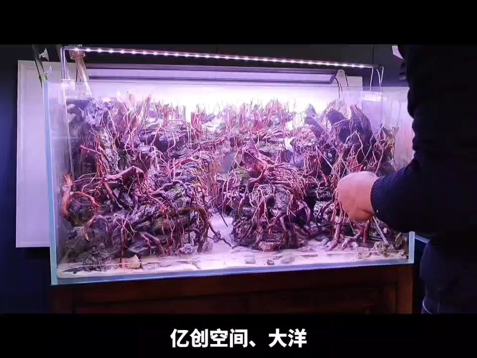 創(chuàng)作靈感至開缸過程，記錄她的變化和自己的成長。 觀賞魚論壇