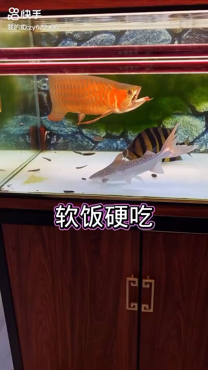 側(cè)燈第三個月 觀賞魚論壇