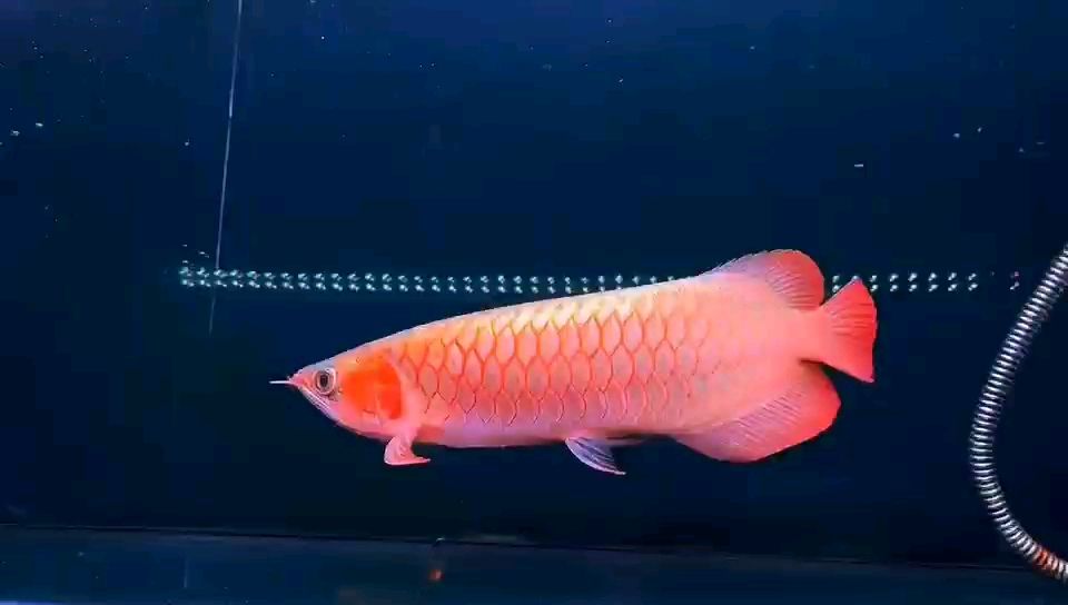 40CM白玉紅龍魚(yú) 觀賞魚(yú)論壇 第1張