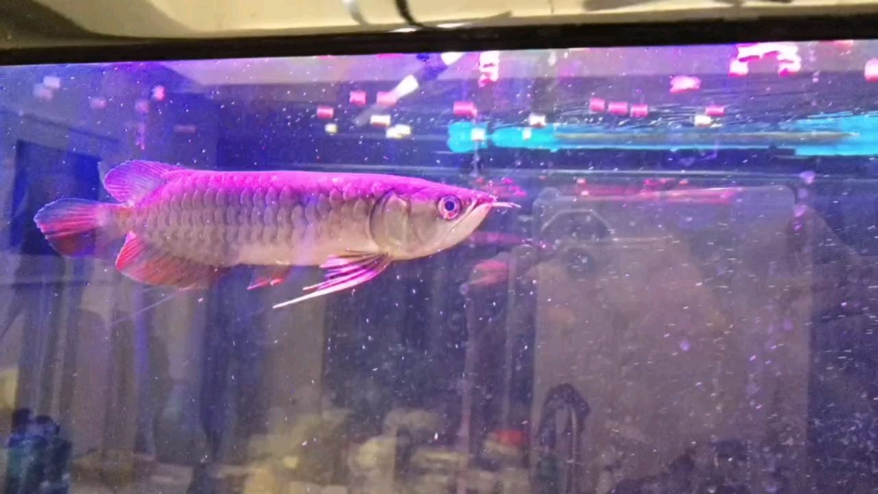 新入缸的龍魚20cm+，入缸一周多了，餓了三天開始喂，喂各種吃的都是這種嚼嚼吐，不管是蝦仁，蝦干，魚肉，龍魚糧，一直這樣，搶吃的很快但是嚼嚼吐了，[daku]怎么辦啊 觀賞魚論壇 第1張