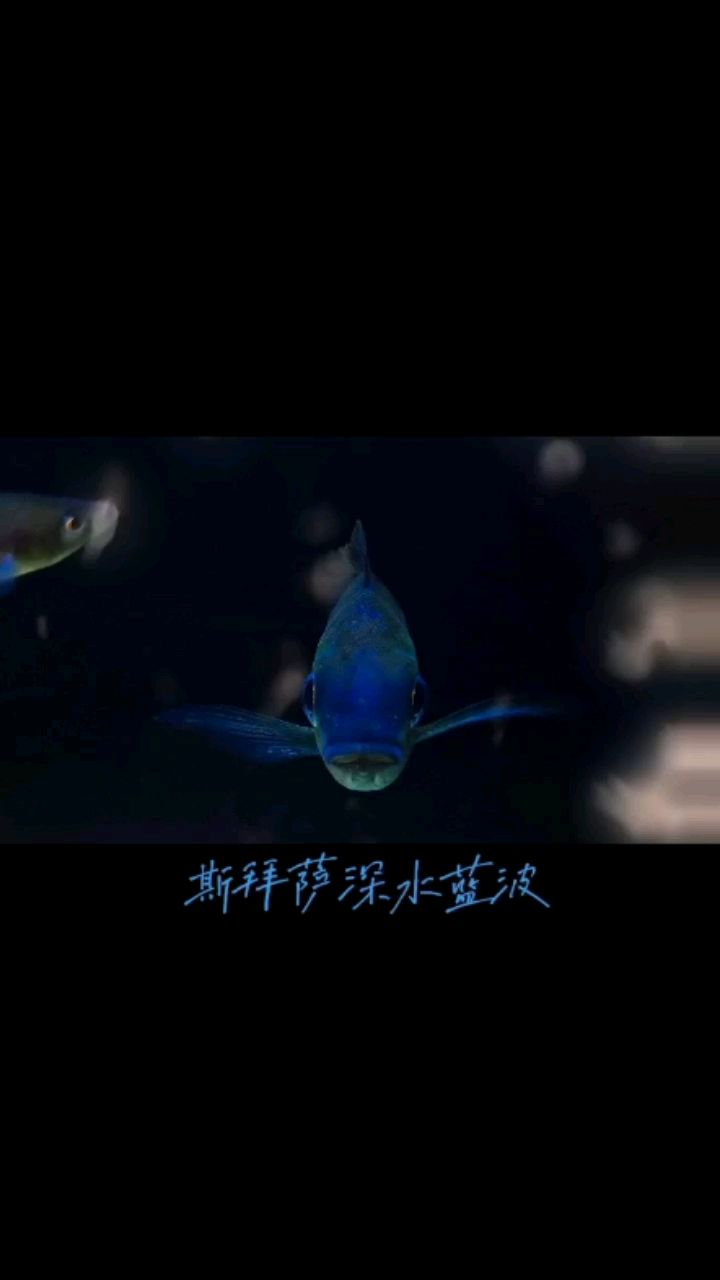 非常漂亮的藍(lán)波 觀賞魚(yú)論壇