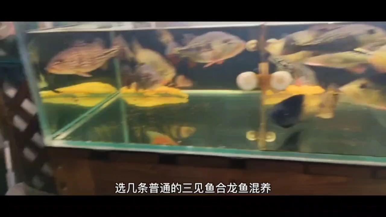 適合龍魚混養(yǎng)的配魚排名【八強(qiáng)】 觀賞魚論壇 第1張