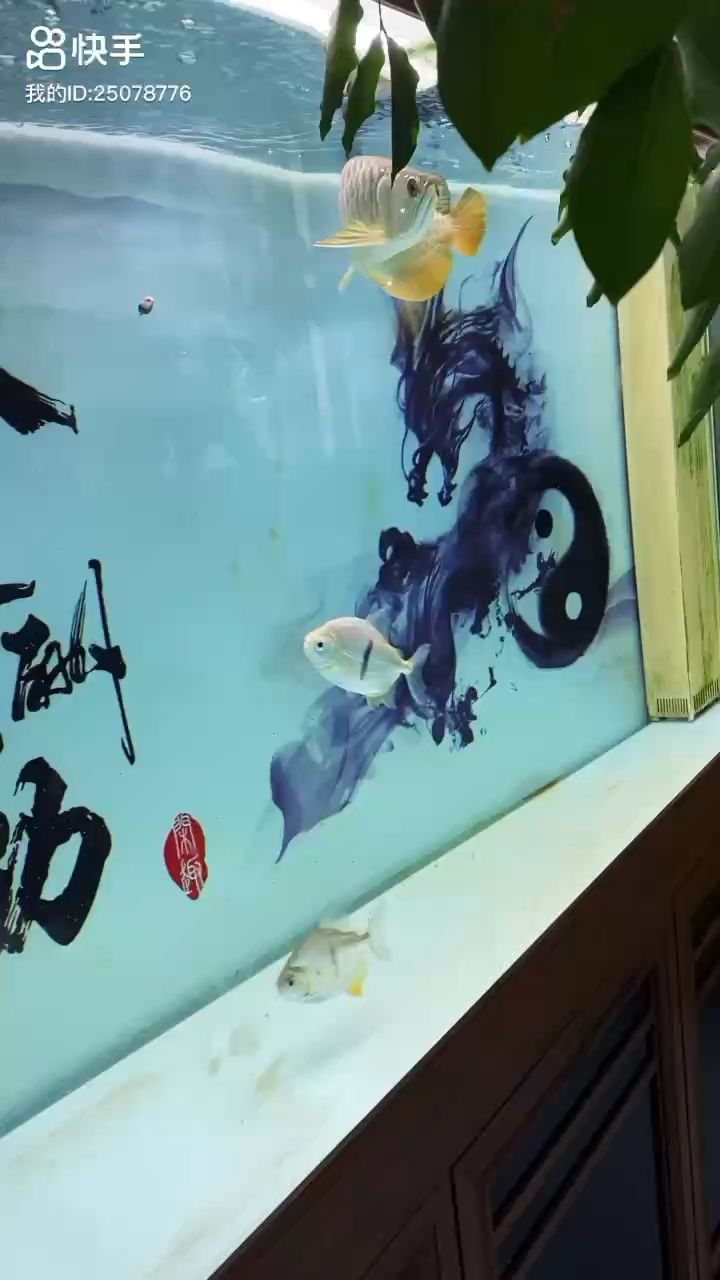 柳州魚缸批發(fā)市場在哪里進貨便宜又好吃（柳州魚具店） 馬印水族