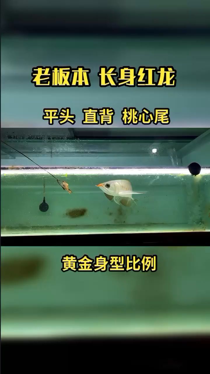 不爛大街的紅龍 觀賞魚論壇