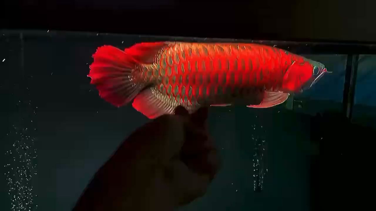 【鱗片開始吃滿了】65Cm超級火焰尾巴賽級滿鱗片血紅龍 觀賞魚論壇