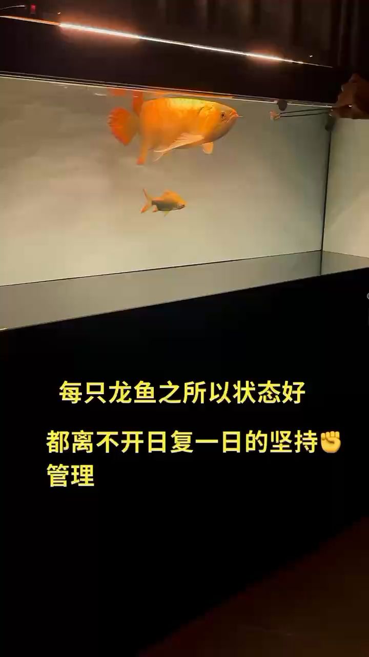 賽級老炮頭 觀賞魚論壇