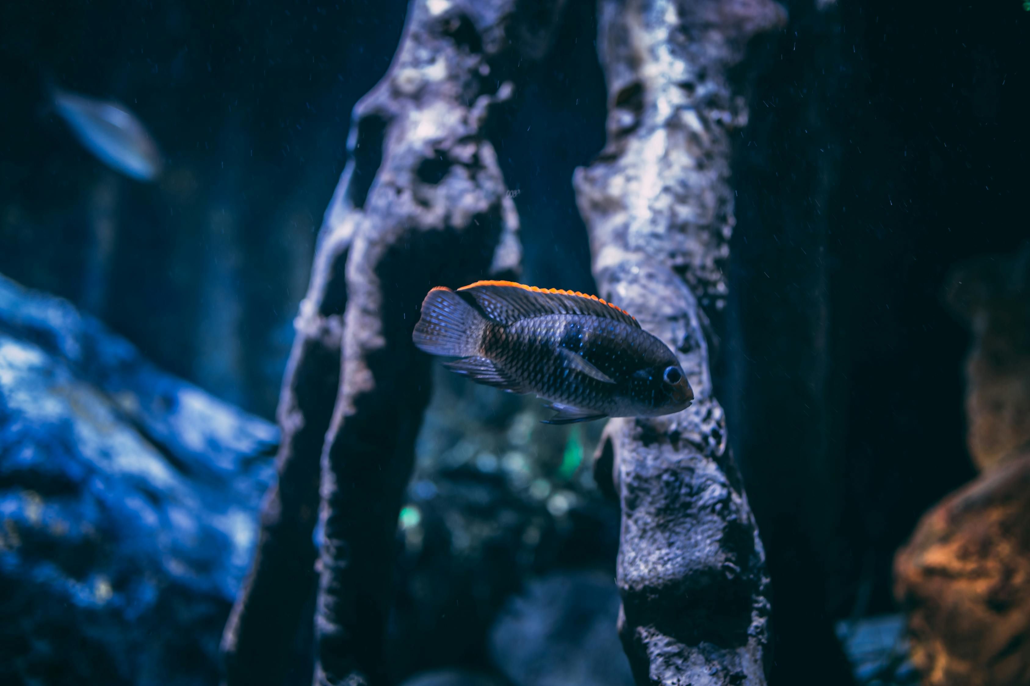 深圳龍華賣觀賞魚的店（深圳龍華水族市場(chǎng)在哪里） 水族周邊