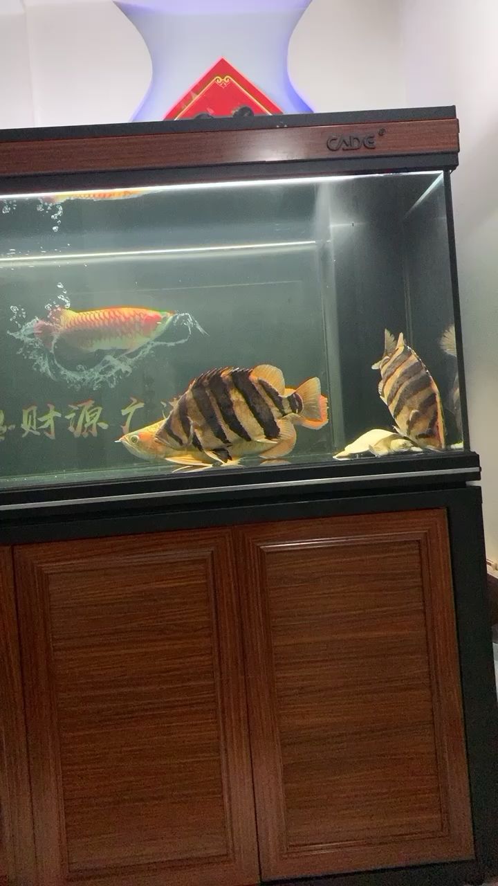 換完背景有點(diǎn)小怕怕 觀賞魚論壇