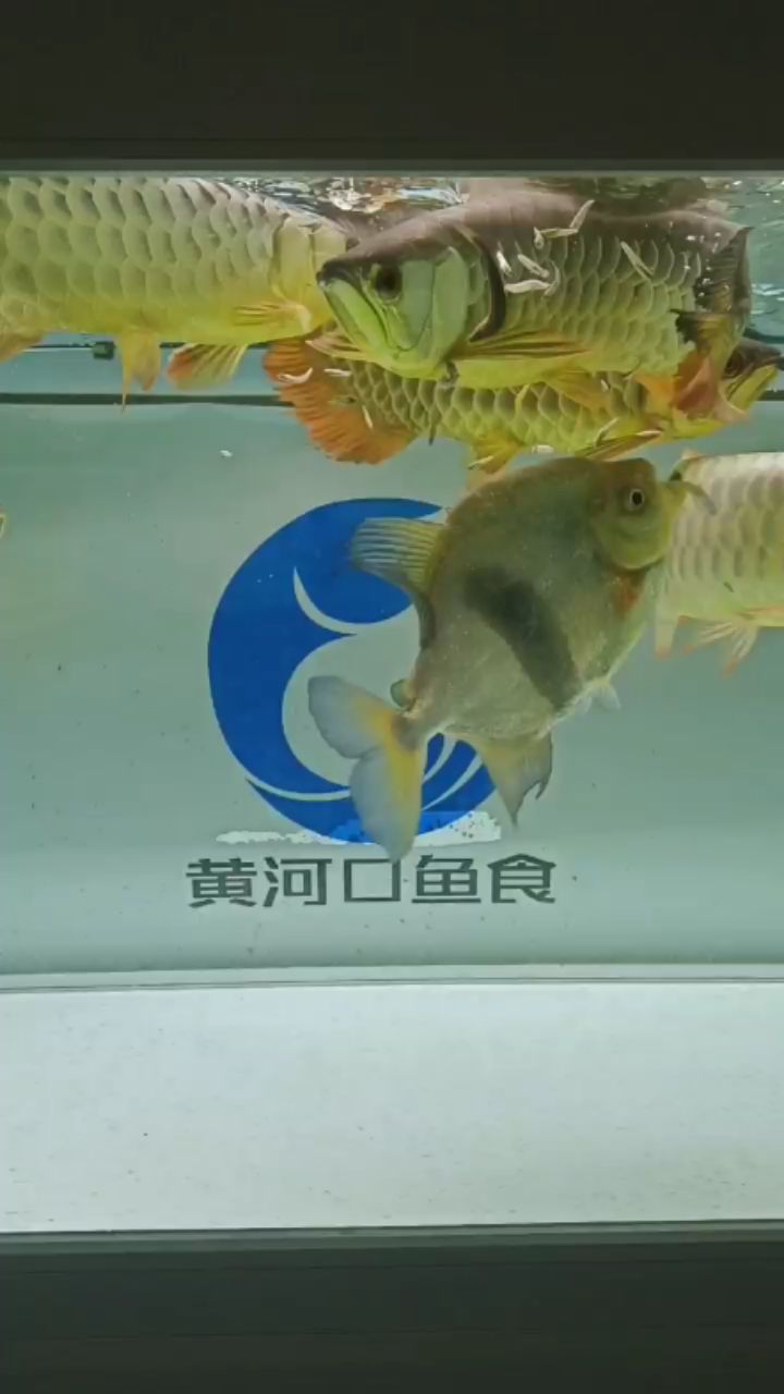 深圳哪里有水族批發(fā)市場賣海鮮（深圳哪里有水族批發(fā)市場賣海鮮的） iwish愛唯希品牌魚缸