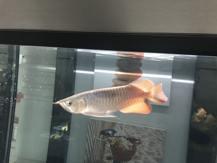 成都魚(yú)缸定制廠家有哪些品牌好點(diǎn)（成都市魚(yú)缸生產(chǎn)在什么地方）