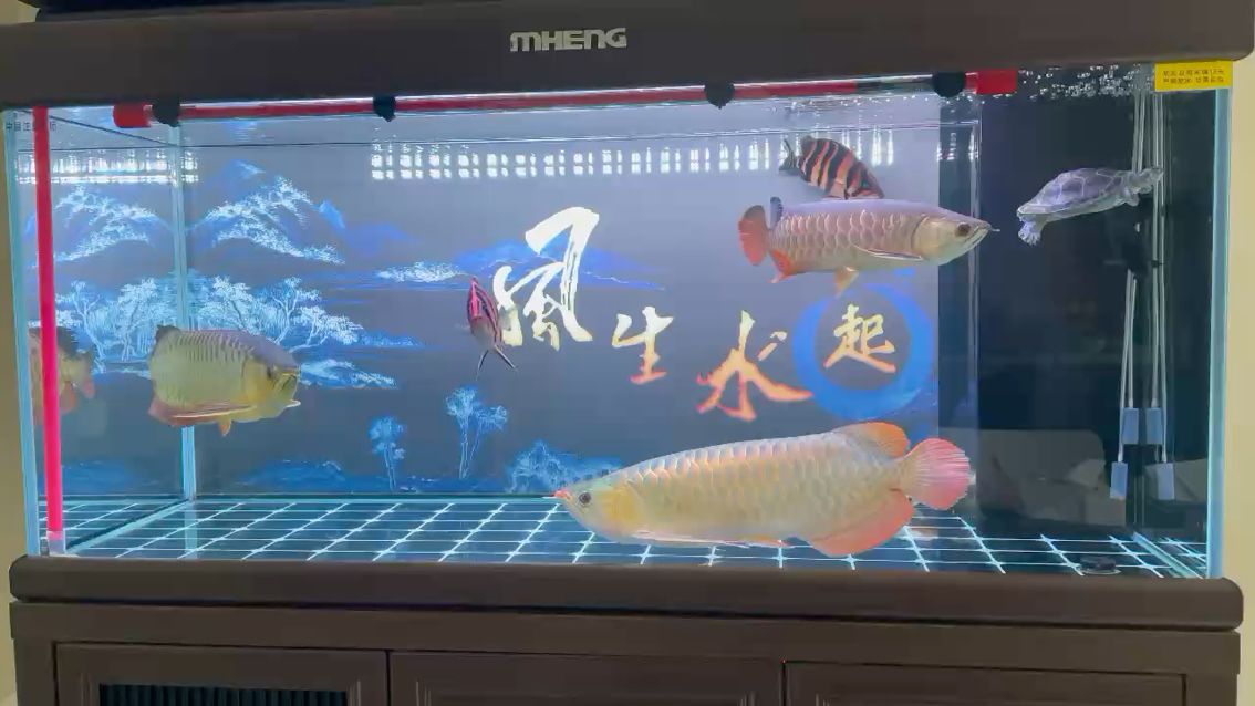 返垢的厲害[cahan]，祝愿各位2022年一切安好！[peifu][peifu][peifu] 觀賞魚論壇