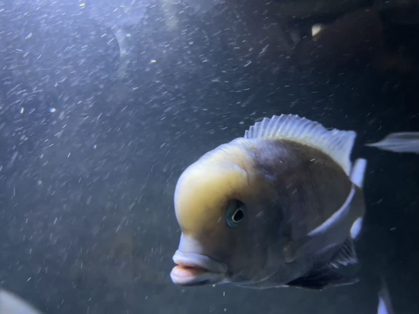 魚缸除油膜用什么魚（魚缸除油膜的魚有哪些） 文玩