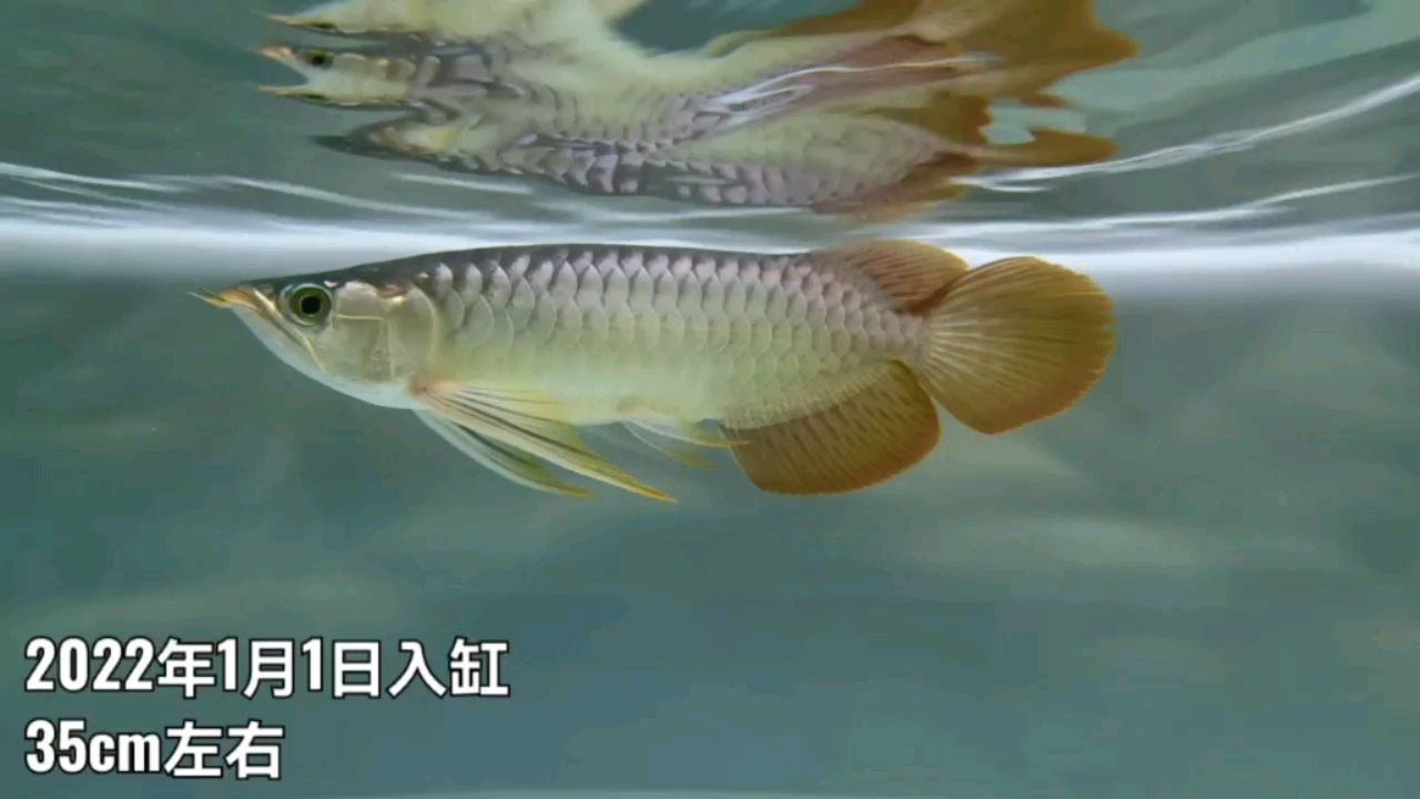 請紅龍一枚，取名旺財[ciya][ciya][ciya] 觀賞魚論壇