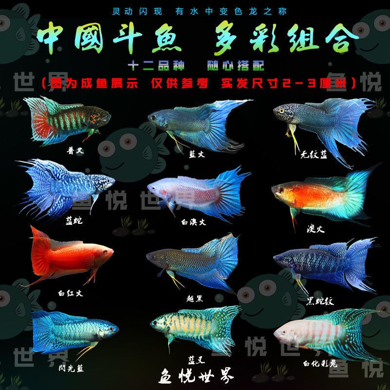 這魚可以做龍魚的新配魚嗎？ 觀賞魚論壇 第3張