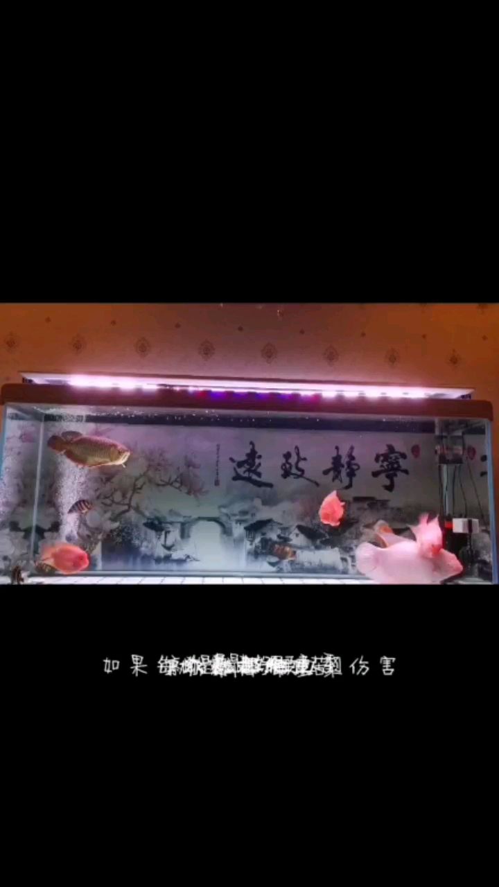 魚缸配件哪里買便宜好用（魚缸配件批發(fā)） 李亞四龍魚