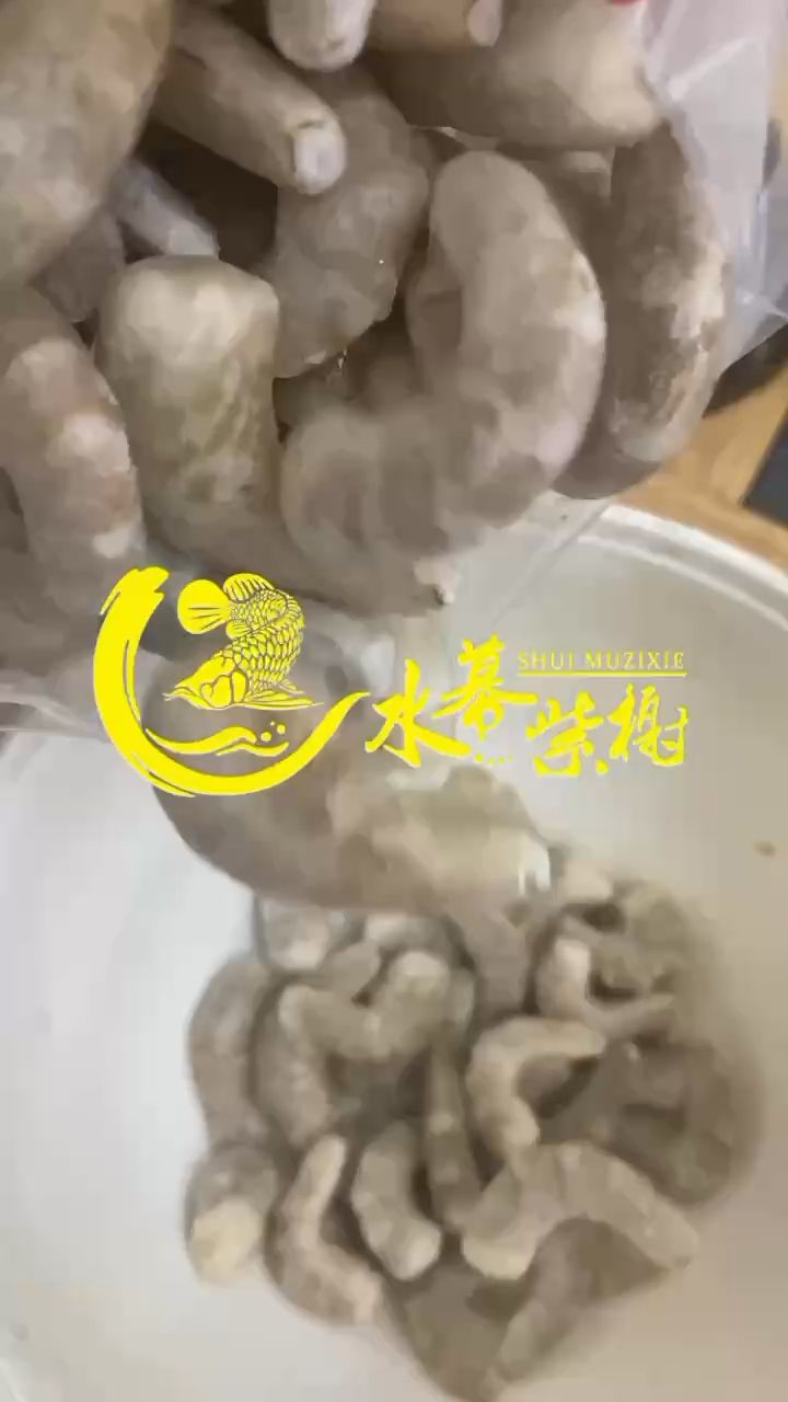 要講究 觀賞魚論壇