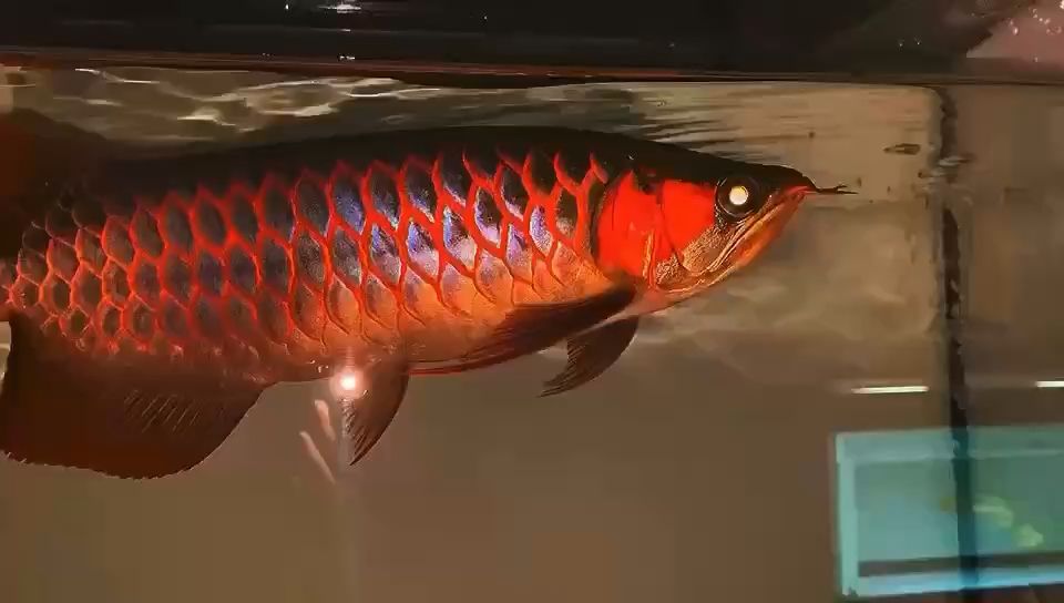 36-38CM 嚴(yán)選血紅龍，手電筒燈光?? 觀賞魚論壇