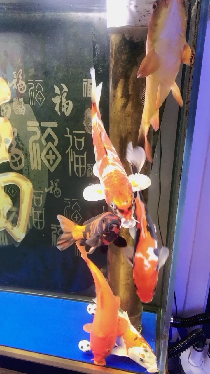 柳州哪里有魚缸賣的店子啊（ 柳州漁具批發(fā)市場在哪里） 水族品牌