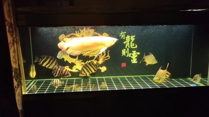 多像一副畫 觀賞魚論壇