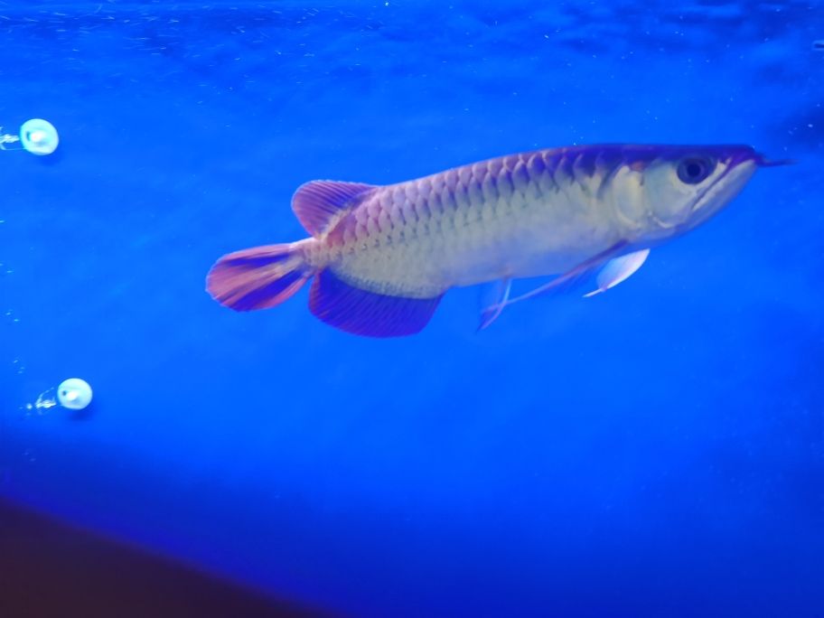 肚子鼓鼓，吃飽不想家。回來(lái)半個(gè)月 觀賞魚(yú)論壇 第2張