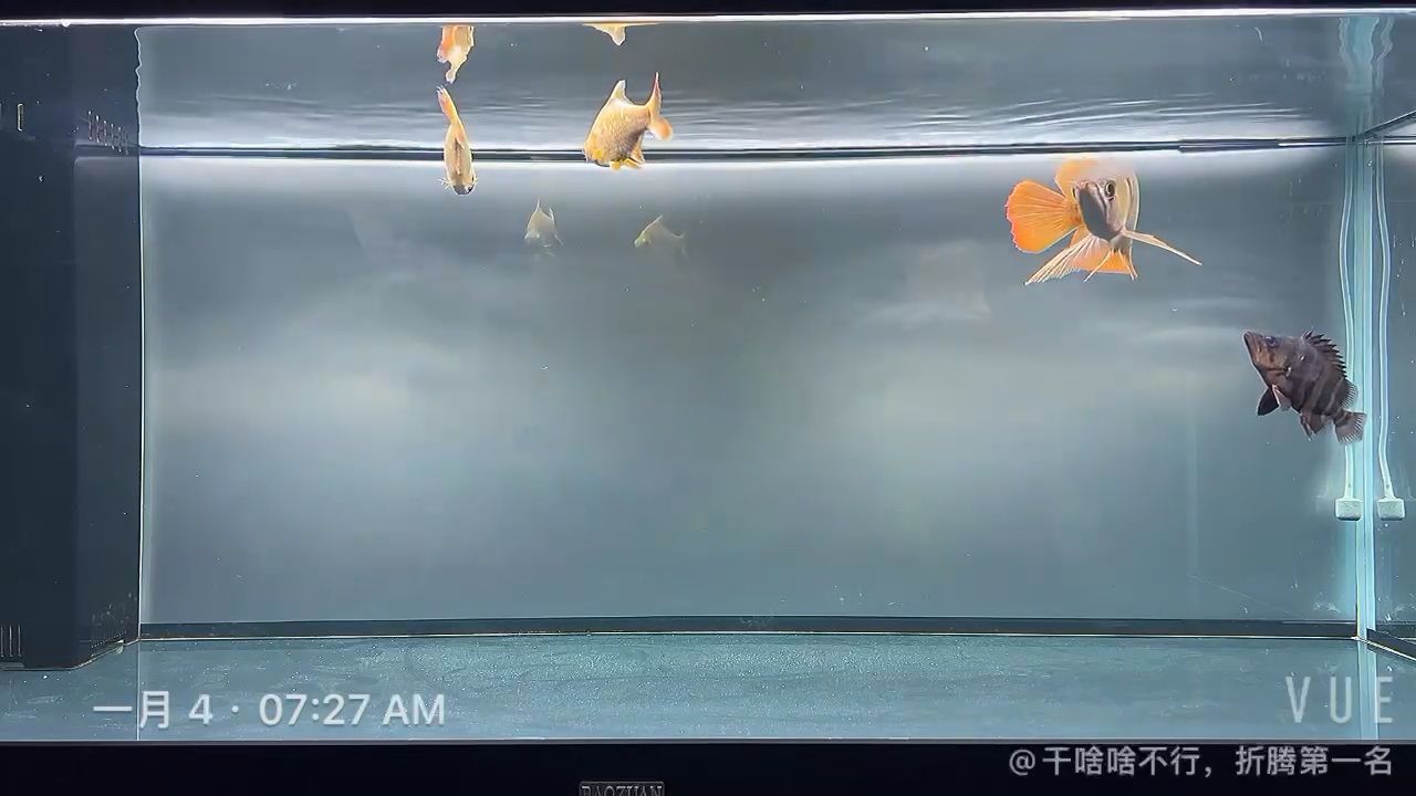 第11天打卡 觀賞魚論壇