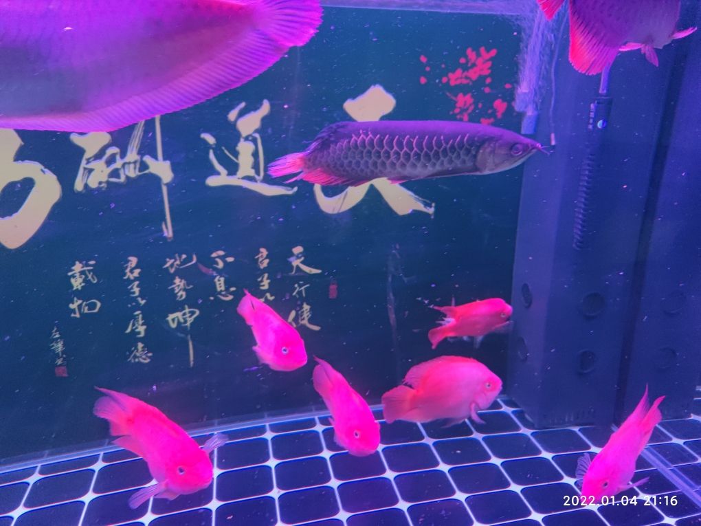 大神們，幫忙看下這是什么問題？怎么治？ 觀賞魚論壇 第1張