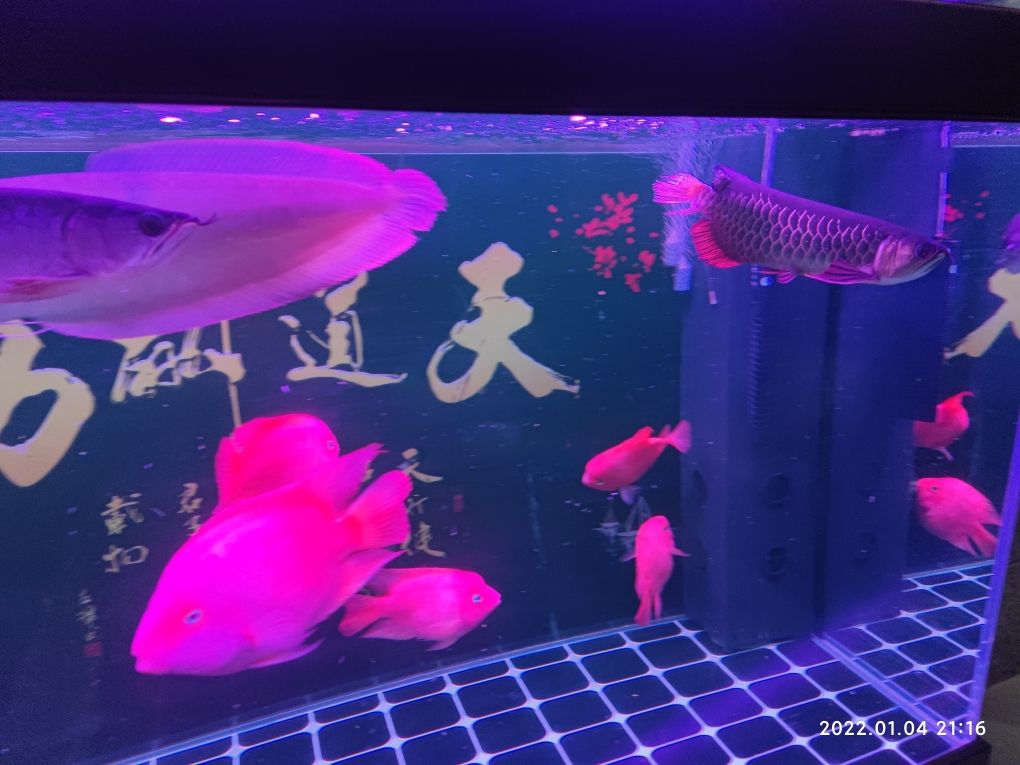 大神們，幫忙看下這是什么問題？怎么治？ 觀賞魚論壇 第2張