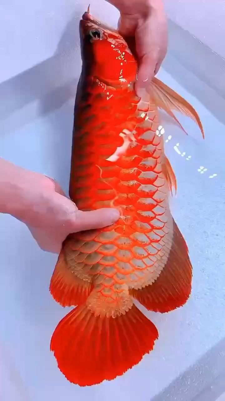 賽級血紅龍 觀賞魚論壇