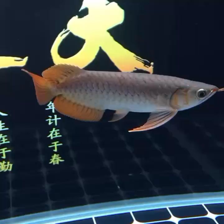 兩周歲 觀賞魚論壇