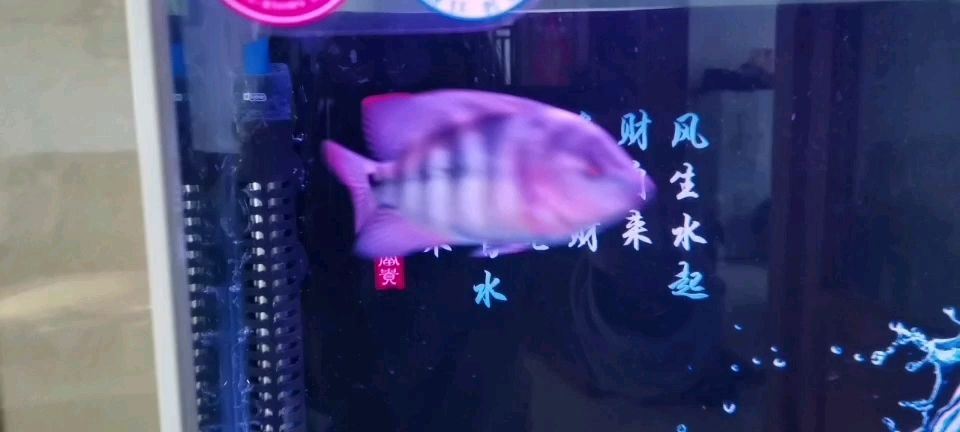 魚(yú)缸里有魚(yú)畫(huà)畫(huà)圖片（魚(yú)缸里的魚(yú)繪畫(huà)） 孵化器