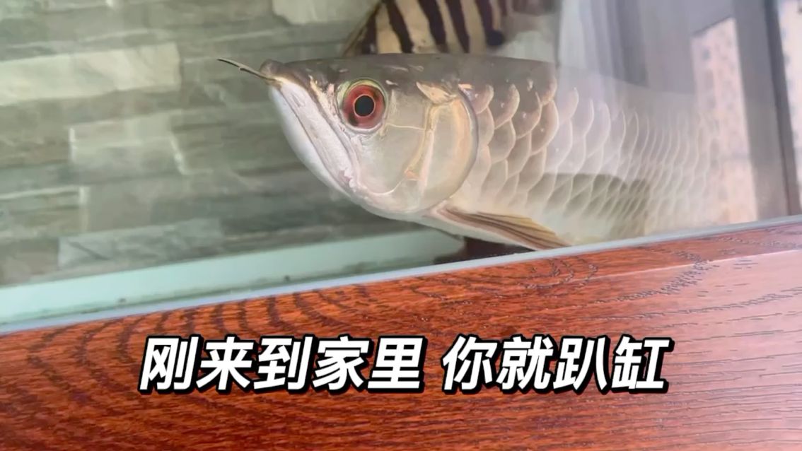 十多天，紀(jì)錄龍魚(yú)從到家不適應(yīng)，到恢復(fù)狀態(tài) 觀賞魚(yú)論壇 第1張