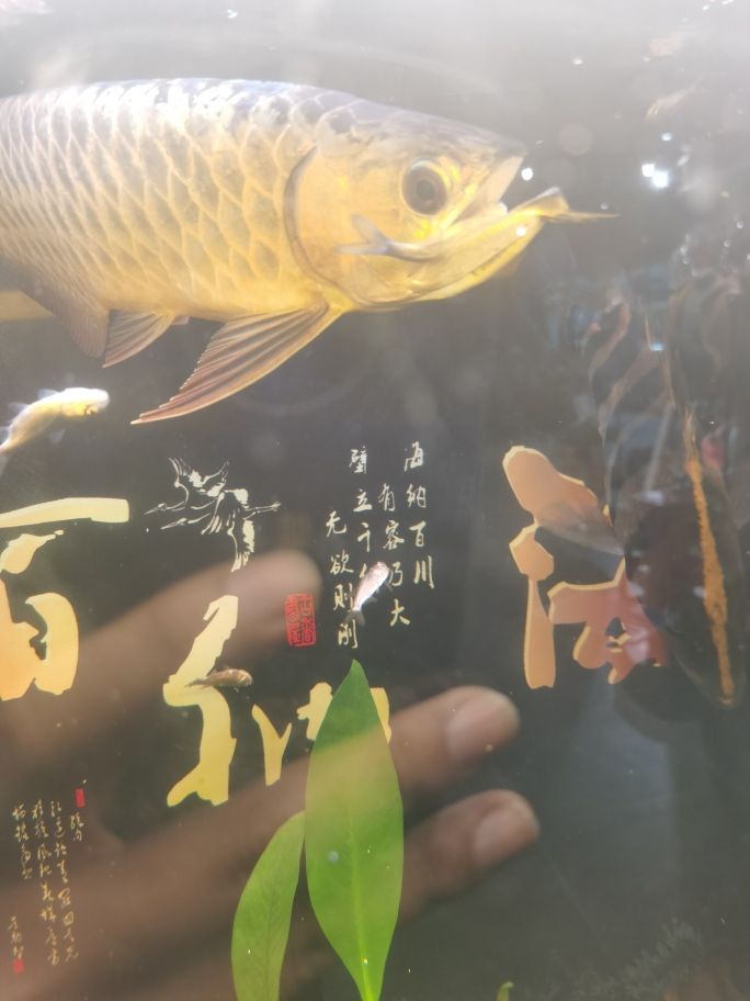 吃鰱魚 觀賞魚論壇 第1張