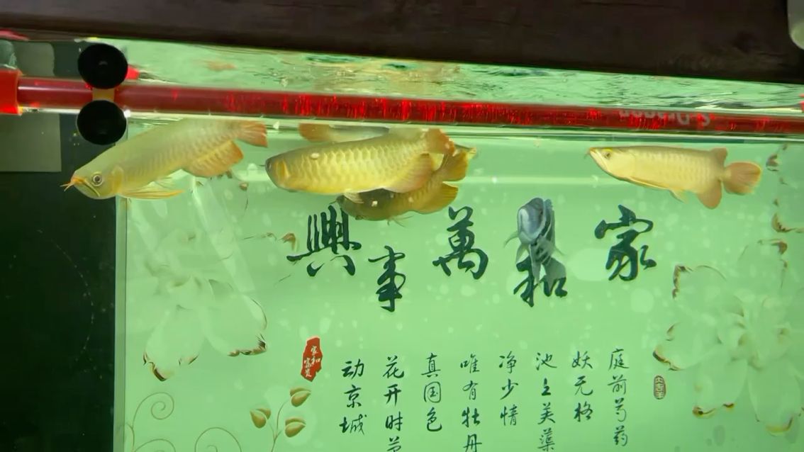 小魚缸過濾材料怎么放（魚缸過濾材料怎么放置） 稀有金龍魚