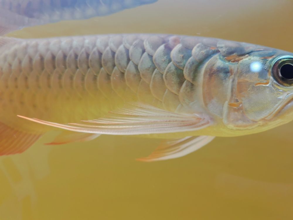 杭州魚缸定制廠家地址在哪里（杭州魚缸定制廠家地址在哪里呀） 過濾設(shè)備 第5張