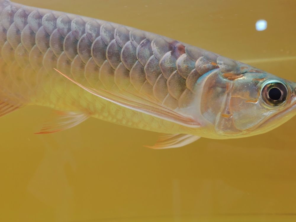 杭州魚缸定制廠家地址在哪里（杭州魚缸定制廠家地址在哪里呀） 過濾設(shè)備 第9張