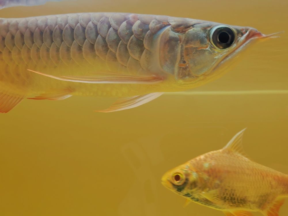 杭州魚缸定制廠家地址在哪里（杭州魚缸定制廠家地址在哪里呀） 過濾設(shè)備 第8張