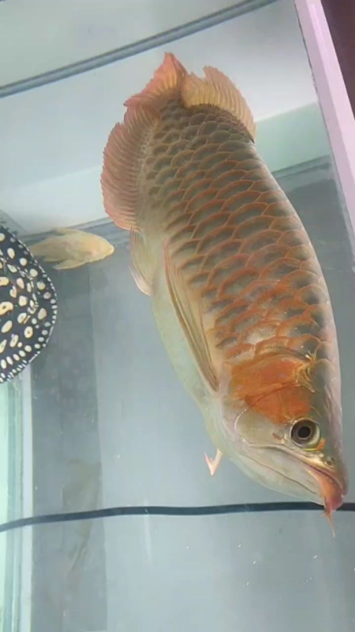 大紅龍魚尺寸50-65 觀賞魚論壇