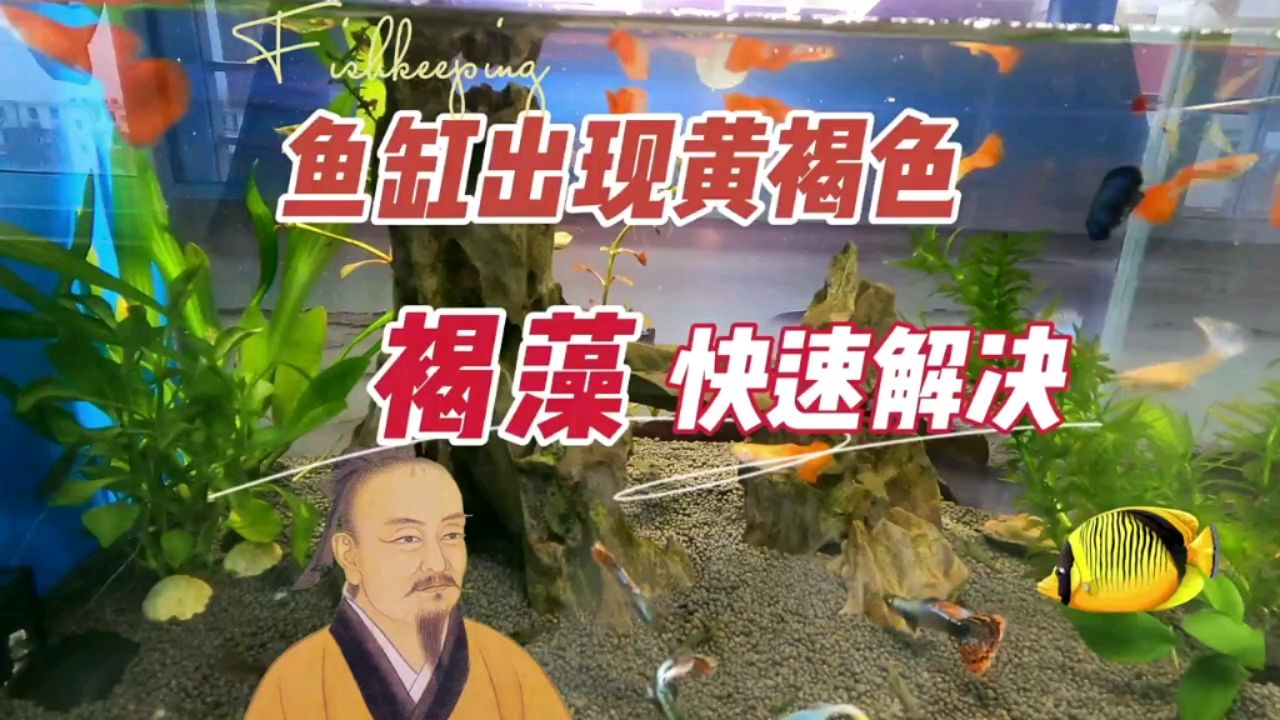 魚缸出現(xiàn)黃褐色生銹一樣，快速解決褐藻 觀賞魚論壇