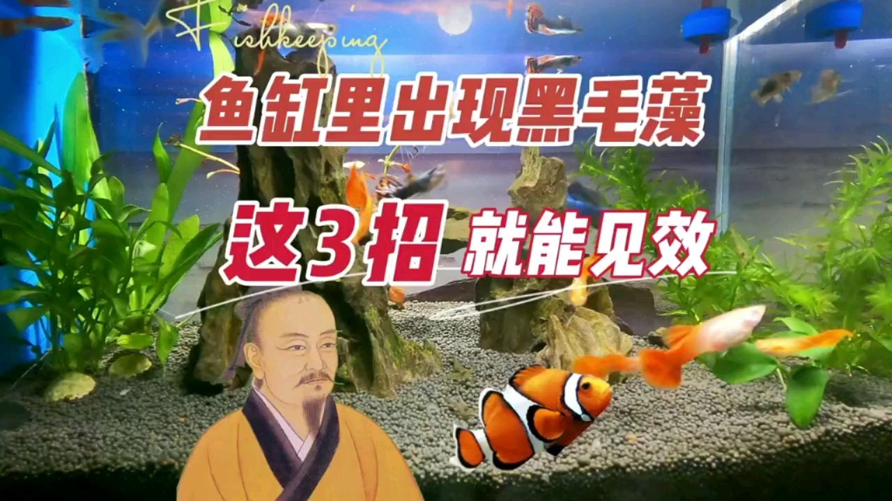 魚(yú)缸里出現(xiàn)了黑毛藻，一般這3種方法 觀賞魚(yú)論壇