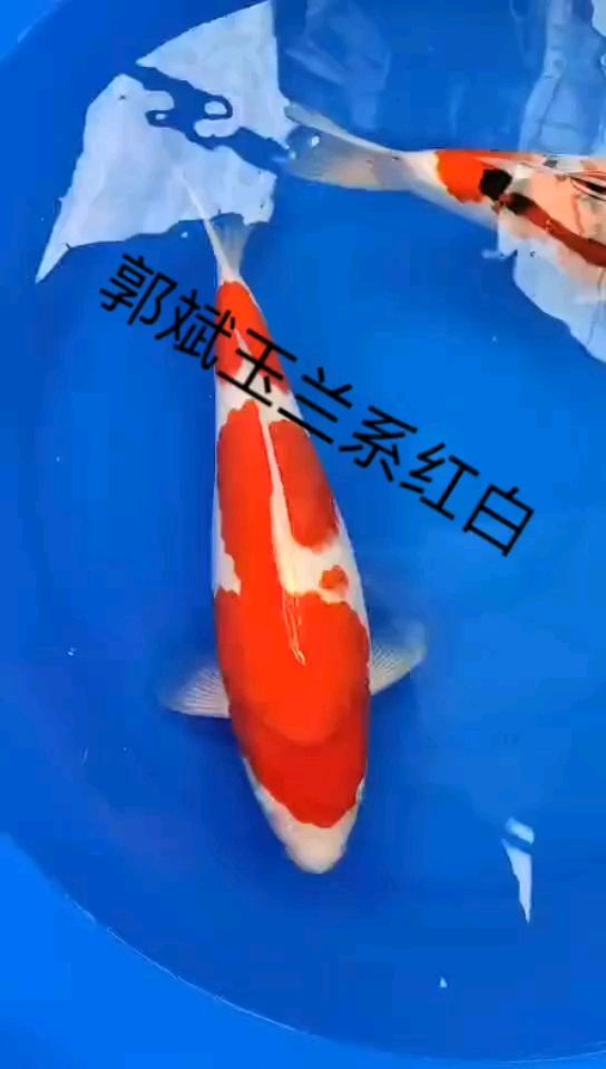 郭斌玉蘭系紅白 觀賞魚論壇