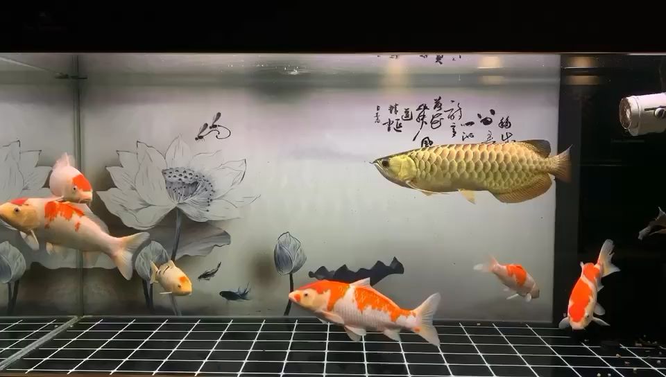 龍和鯉 觀賞魚論壇