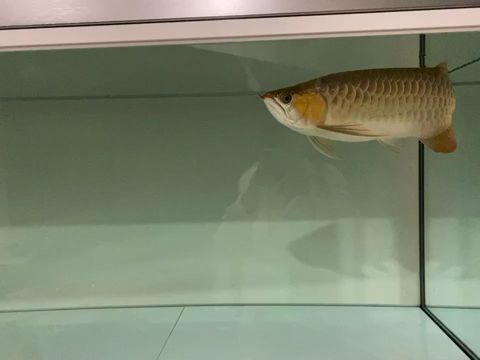 這魚還能賣錢不？ 觀賞魚論壇