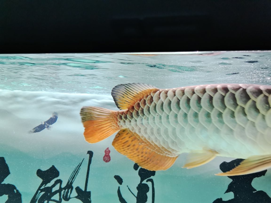 最安全的魚缸是哪種（哪種魚缸最好） 黃吉金龍（白子金龍魚）