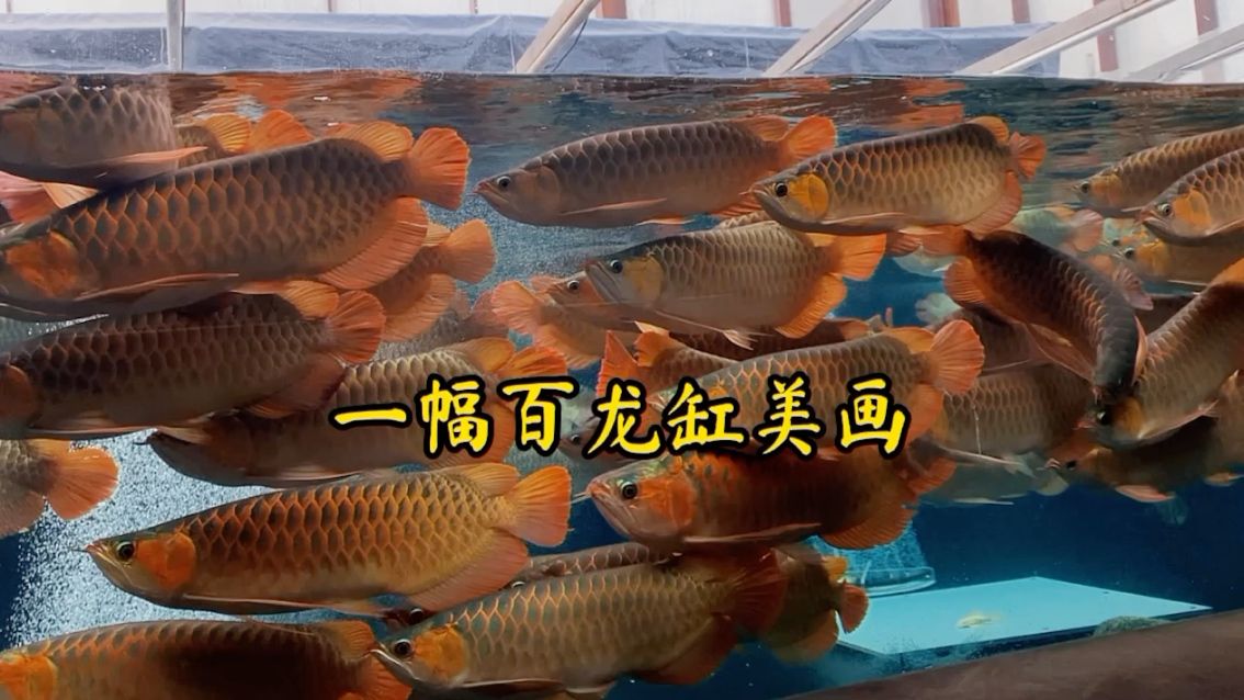 百龍缸 觀賞魚論壇